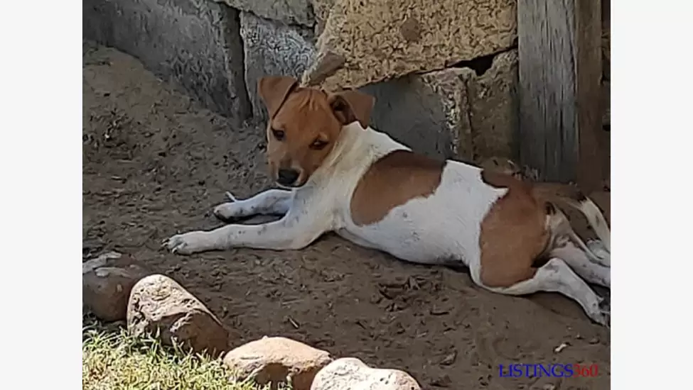 Cachorro Jack Russell Terrier à Venda
